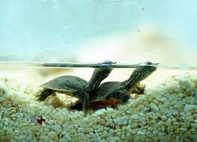 la abuela nos regaló 2 tortugas