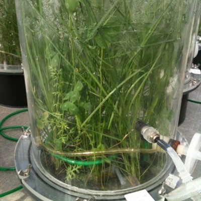 Timeline: Making and Maintaining an EcoTube - By Sarah Pellkofer