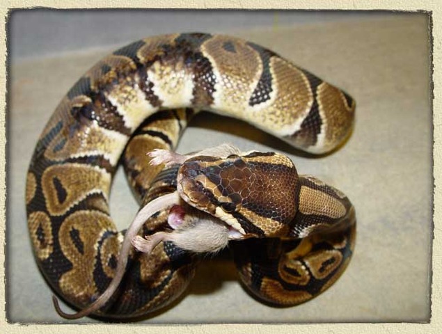 I got my first python