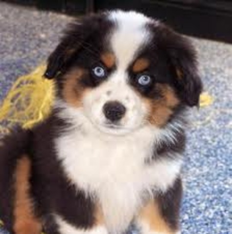 go anew aussie puppy