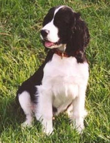 My 18yr old Dog Passed Away