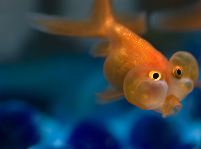 Panchito se hizo amigo con Miguelito