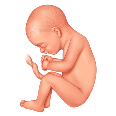 Timeline: fetal development