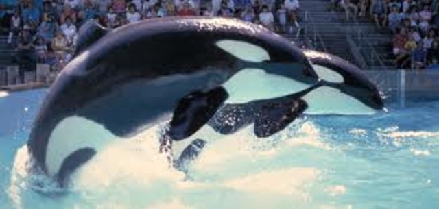 First Time at Marineland