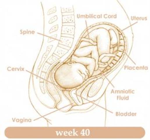40 Weeks Pregnant