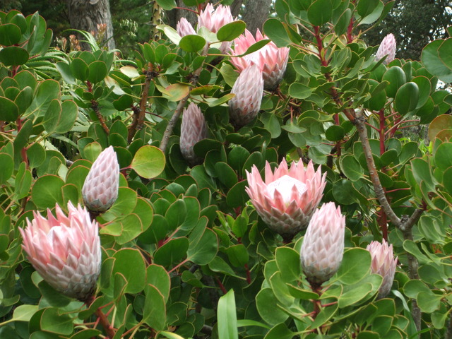 Tresco Abbey Gardens