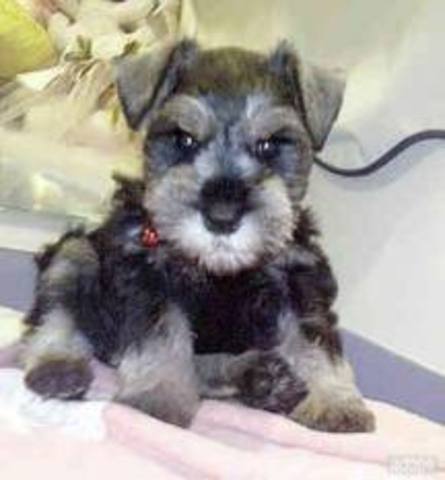 Compran la segunda mascota el 7 de abril