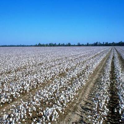 Timeline: Cajas de carton