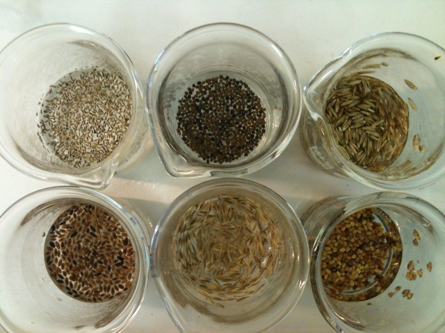 Seed Sterilization and Germinating