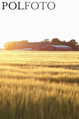 Børne arbejde i Danmark