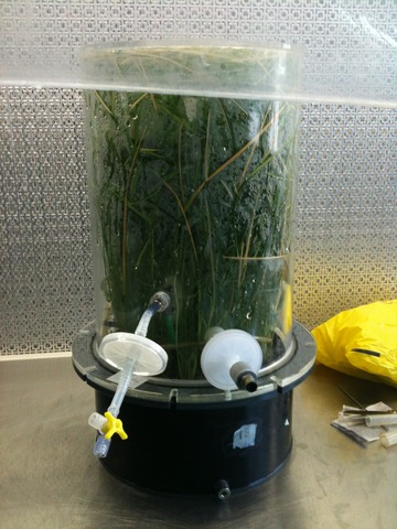 Final EcoTube Harvest