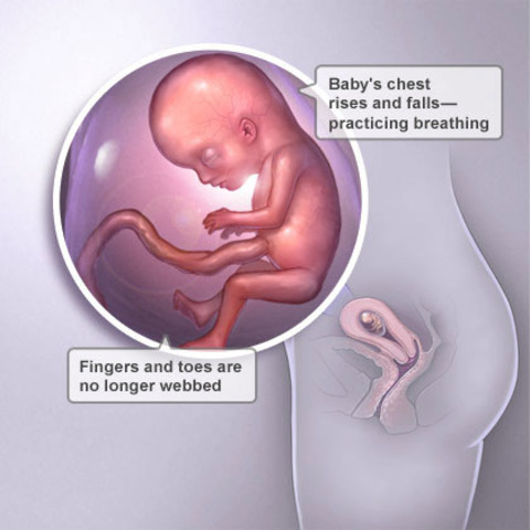 Week 11 Fetal Development