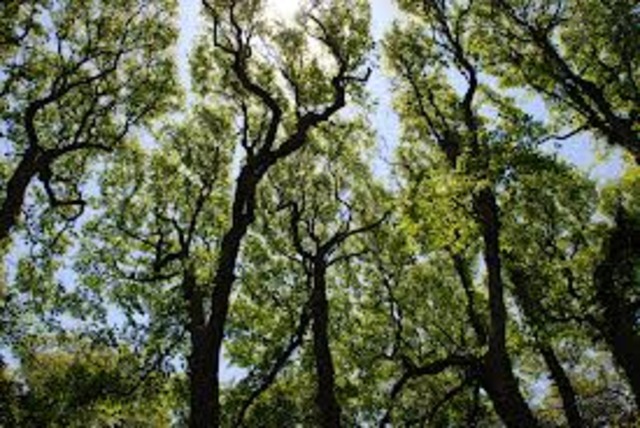 Blue Ash, Kentucky: The Tree