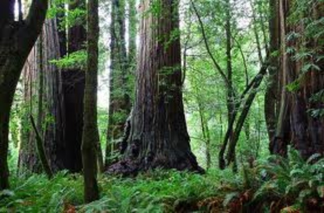 Blue Ash Kentucky- Tree