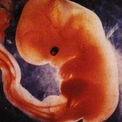 Timeline: Fetal Development Timeline