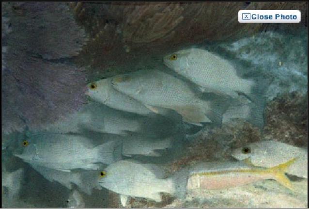 1st underwater photograph