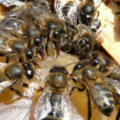 Timeline: Trasegando un enjambre