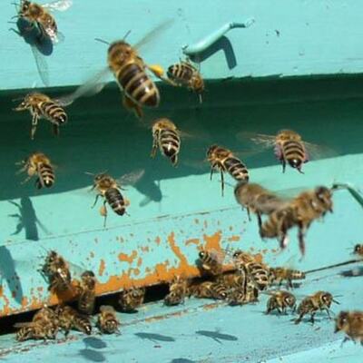 Timeline: Prueba de timeline