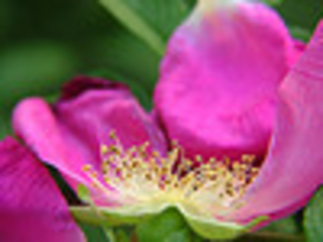 Rose finished blooming