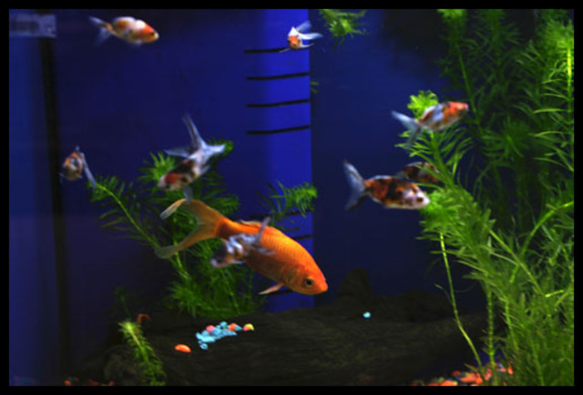 El ángel de oro (continuado)