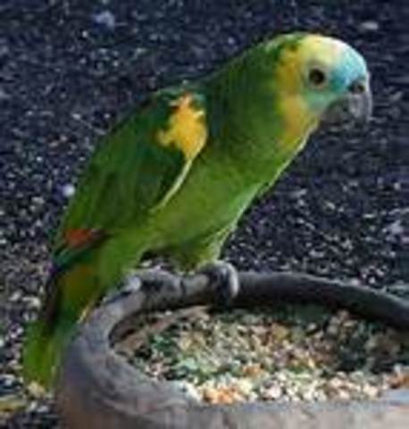 nuevo miembro de la familia