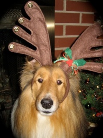 Third dog, Caesar, passed away.