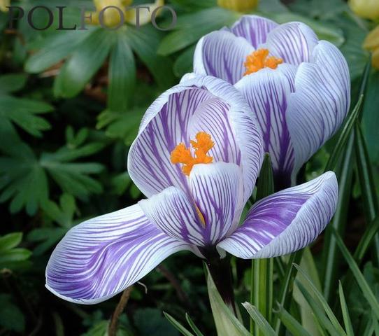 Den Internationale Arbejdsorganisation