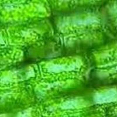 Timeline: Las Células