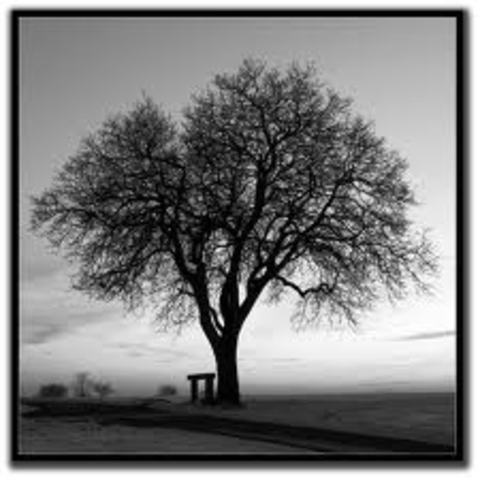 Day 2 in a Tree Near the Farm: They Get Caught