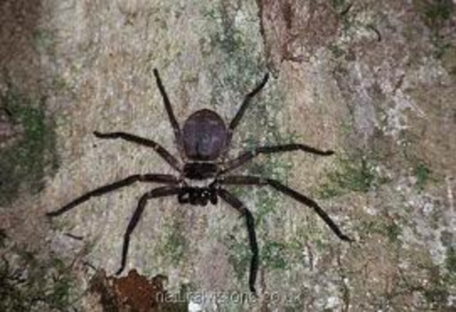 Blue Ash, Kentucky: Spiders and Candles..