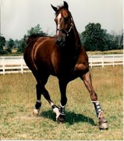 Ian Millar buys Big Ben