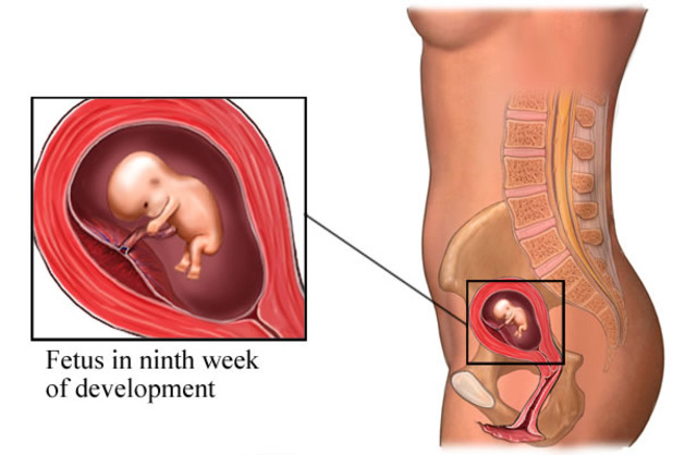 Week 9 of Fetal Development