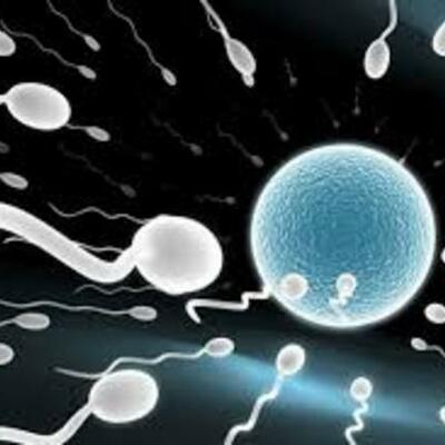 Timeline: Fetal Development