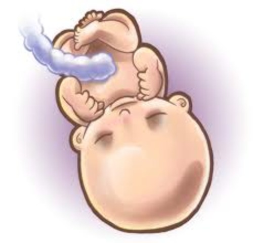 Week 15 of Fetal Development