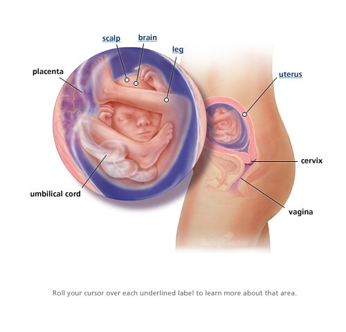 Week 19 of Fetal Development