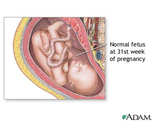 Week 31 of Fetal Development