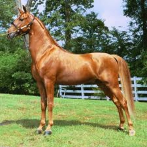 American Saddle-Horse Breeders’ Association