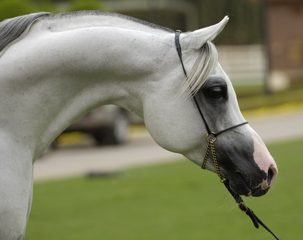 Arabian Horse Registry of America