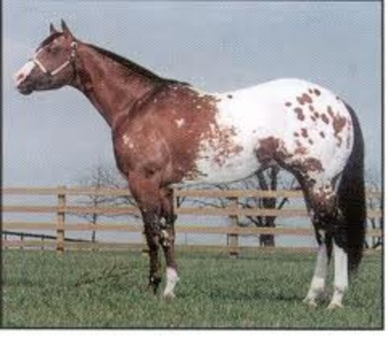 Appaloosa Horse Club