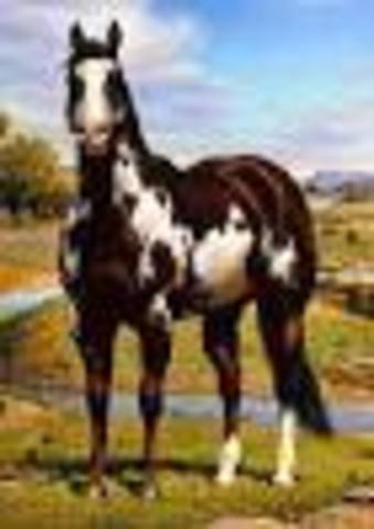 American Paint Horse Association