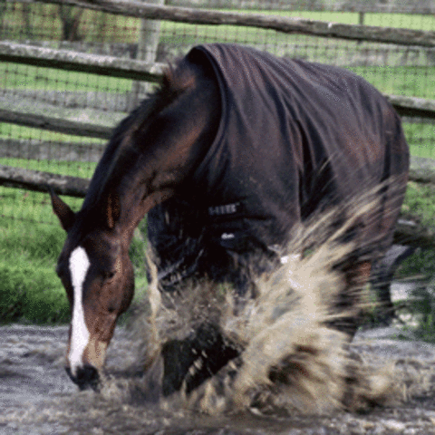 Gore-tex for horse clothing