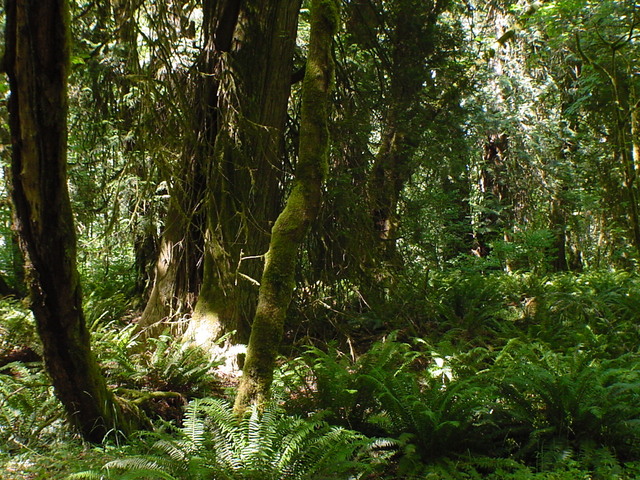 Book:1 Chapter: 6 Frodo, Sam, Pippin, and Mary set out into the Old Forest