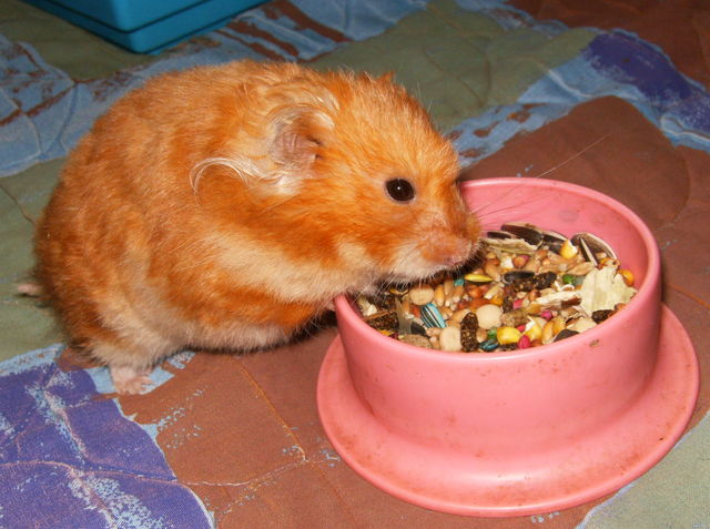 Me regalan a mi hijita (mi hamster)