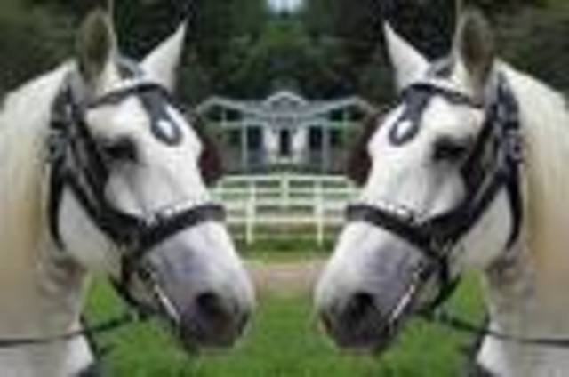 Carriage Operators of North America