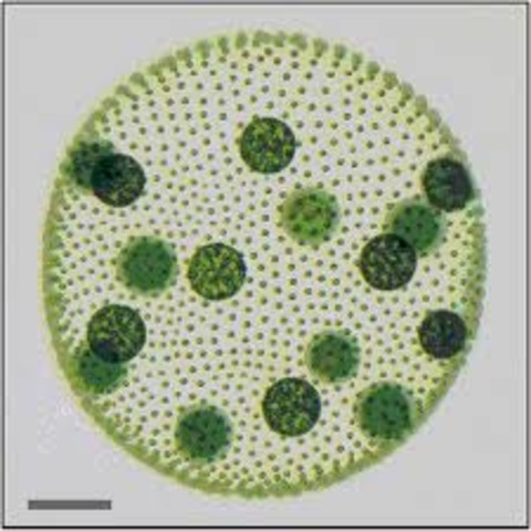 First Multicellular Organisms