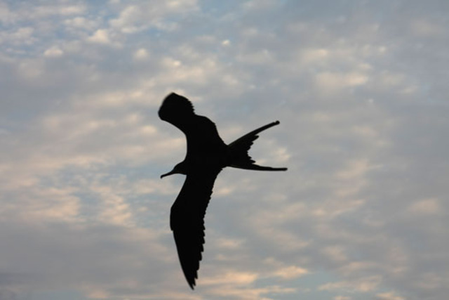 Emancipation Proclamation