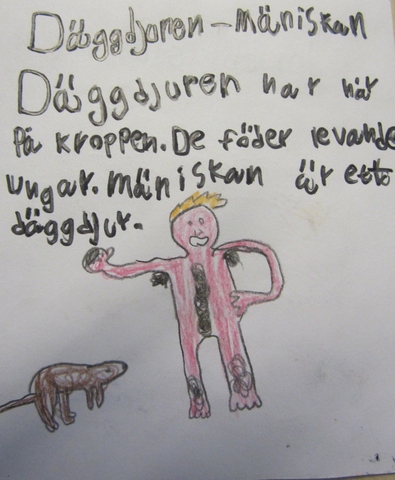 Människan. Homo erectus. 1 miljon år sedan