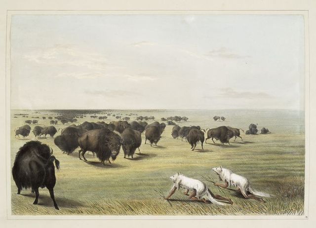 Buffalo Hunt, Under the White Wolf Skin