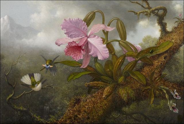 Cattleya Orchid, Two Hummingbirds and a Beetle