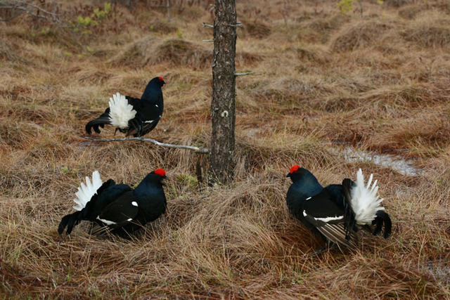 Поезка в Керженские леса Нижегородской губернии.